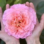 La Rose Du Le Ours, 2 Idyll Am Lejlighed *