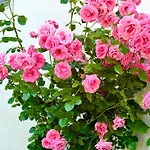 La Rose Du Le Ours, 2 Idyll Am