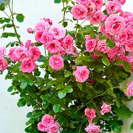La Rose De L Ours, 2 Idyll Am